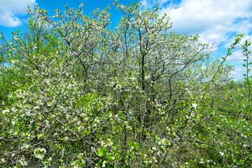 Steppe wild frutescent cherry (Prunus chamaecerasus, Cerasus fruticosa). Plot of forest-steppe,...