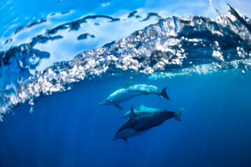 Underwater photo of wild dolphins, Australia