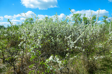 Blackthorn (Prunus spinosa) thornbush. Plot of forest-steppe, blooming wild fruit trees. Type of biocenosis close to natural, primal steppe. Rostov region, Russia