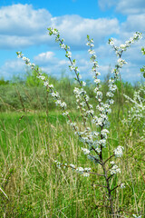Fototapeta premium Blackthorn (Prunus spinosa) thornbush. Plot of forest-steppe, blooming wild fruit trees. Type of biocenosis close to natural, primal steppe. Rostov region, Russia