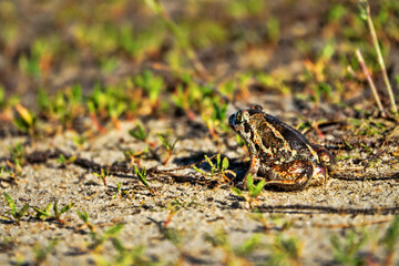 Naklejka premium Batrachology. Common spadefoot (Pelobates vespertinus Pallas) ammocolous amphibian. View from above. Light stripes on the back and dark between the eyes as a species character