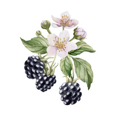 Blackberry branch with flowers, watercolor isolated illustration. Composition for table textile, porcelain tableware