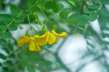 Russian pea shrub (Caragana frutex), more likely Caragana scythica in Crimea steppe. Bush grows on...