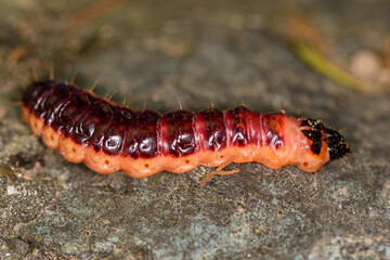 Caterpillar of the goat moth (Cossus cossus) 