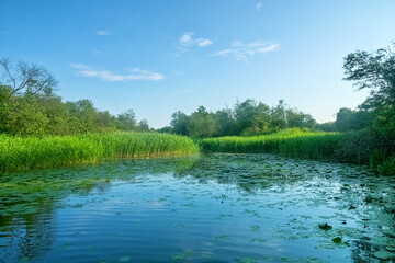 The Northern River billabong, a shallow river dead arm in the delta with water lilies leaves and reeds