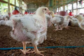 Chickens in Farm. 