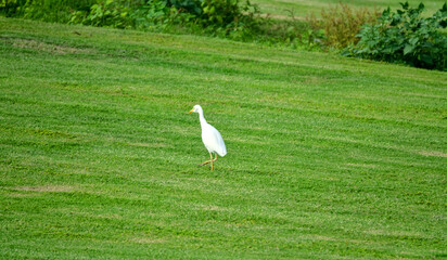 Fototapeta premium The buff-backed heron (Bubulcus ibis) feeds, collects insects on the lawns of the city. Dubai
