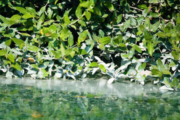 Mangroves in the Persian Gulf. United Arab Emirates. Winter algae flowering of the sea (at plus 25 degrees), See crampons (aerial root )