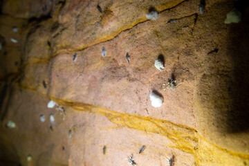 Speleobios. РЎave habitat. Lumps of spongy mold (agaric mineral) underground. Flies (like cabbage root fly) hibernate underground in imago phase, These are feeding on mold or same suitable temperatur