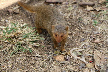 mongoose on the ground