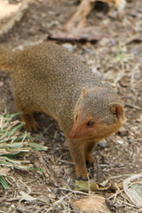mongoose on the ground
