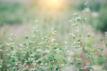 wallpaper grassy field green flowers