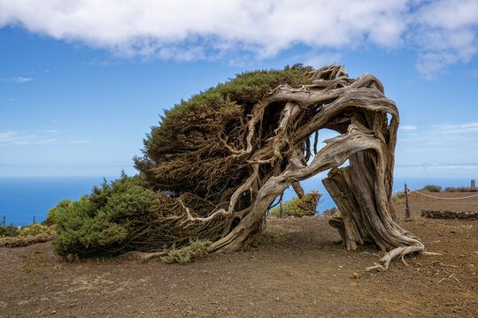 Juniper tree in El Sabinar on El Hierro