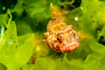 Gobidae – Gobius niger among green algae