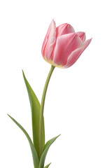 A pink tulip with green stem and leaves.