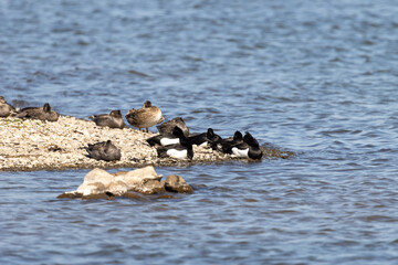 Reiherenten ruhen sich auf einer Landzunge in der Wedeler Marsch