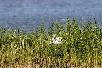 Schwanen Nest im Schilf versteckt
