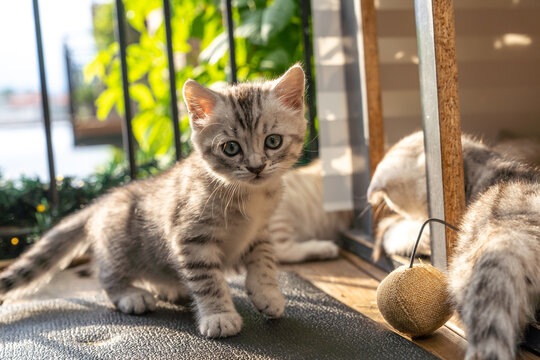 Adorably innocent looking kitten filled with devilish tendencies enjoying some balcony time