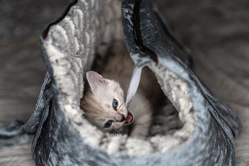 Ferocious kitten attacking its bed and looking incredibly cute doing it