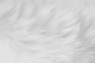 Cat fur texture background. White pet hair backdrop.