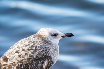 a lonely young seagull sits on the seashore. concept of loneliness and dreams of the future