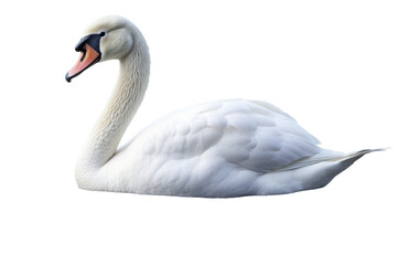 Fototapeta premium The Ethereal Swan of Midnight Lake on a White or Clear Surface PNG Transparent Background.