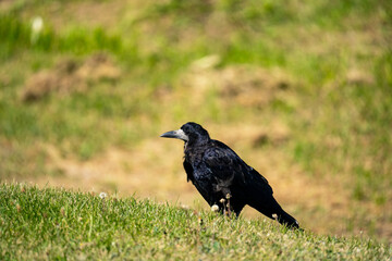 Rook bird sitting on a green meadow