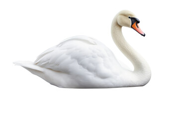 Fototapeta premium Majestic Swan Dressed in Orange on a White or Clear Surface PNG Transparent Background.
