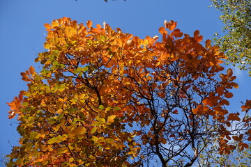 Fair blue sky and orange autumnal foliage of European smoketree in mid October