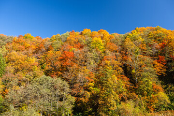 Fototapeta premium 秋