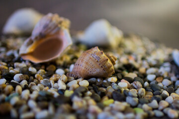 Black Sea rapan shells on pebbles
