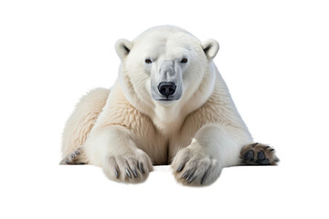 Fototapeta premium Majestic Arctic Monarch Serene Pose on a White or Clear Surface PNG Transparent Background.