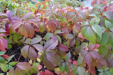 Leafage of Parthenocissus quinquefolia in shades of green and red in September
