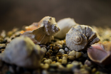 Black Sea rapan shells on pebbles