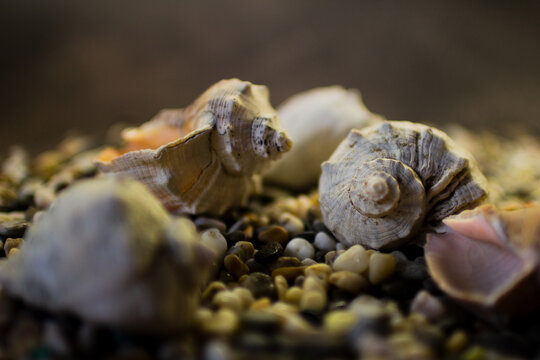 Black Sea rapan shells on pebbles