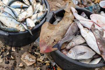 Jar with fresh fish on the beach of Tanji, Gambia