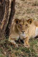 lion cub and lioness