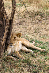 lion cub in the grass