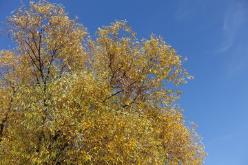 Azure blue sky and autumnal foliage of white willow tree in mid October