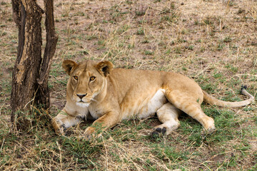 Africa lioness 