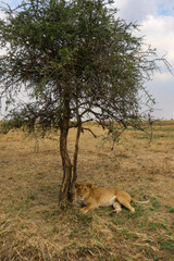 lion in the grass
