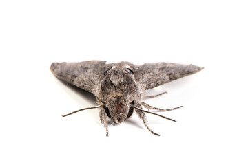 Sphingidae butterfly, large hawk moth  isolated on white background.