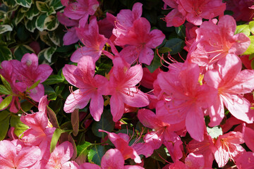 Pink floral background. beautiful azalea flowers in seasonal bloom. flowering garden shrub 