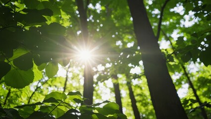 Obraz premium Sunlight filters through lush green leaves in a serene forest, creating a tranquil and refreshing natural scene full of vibrant colors.