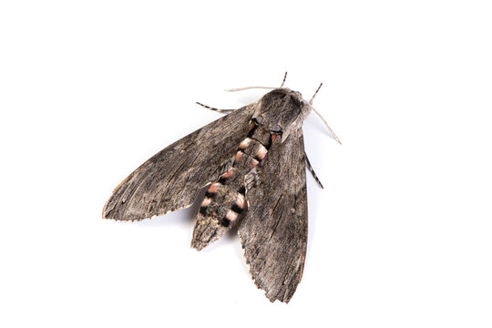 Sphingidae butterfly, large hawk moth  isolated on white background.