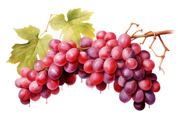 Fototapeta premium Vibrant Harvest: A Luscious Bunch of Grapes on a Branch on a White or Clear Surface PNG Transparent Background.