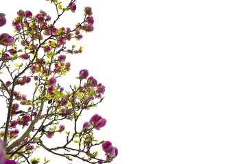 Pink magnolia flower blooming vividly on a clean, white backdrop..