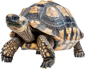 Fototapeta premium Full body shot of a tortoise , Generative Ai