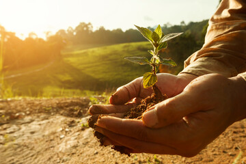 men's hands holding young trees and nurturing trees growing on fertile soil for sustainable future.