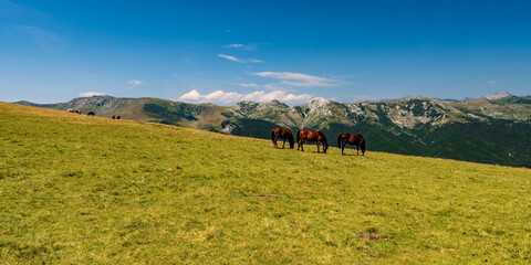 Horses on mountain meadow bellow Oslea hill in Valcan mountains in Romania
